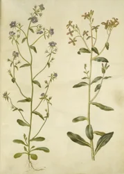 Legousia speculum-veneris (echtes Venusspeigel); Hesperis tristis (Nachtviole)