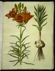 Lilium bulbiferum (Feuer-Lilie)