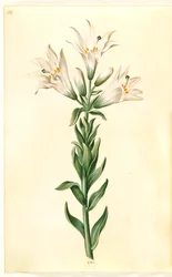 Lilium candidum (Madonnen-Lilie)