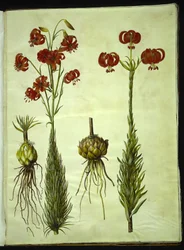 Lilium chalcedonicum (rote Turbanlilie)