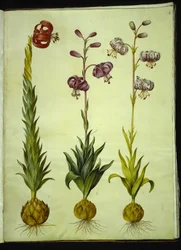 Lilium pomponium; Lilium martagon