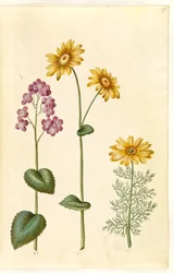 Lunaria annua (Judaspenning); Doronicum pardalianches (Herzblatt-Gemswurz); Adonis vernalis (Frühlings-Adonisröschen)