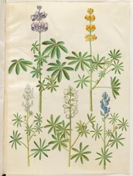 Lupinus pilosus (blaue Lupine); Lupinus luteus (gelbe Lupine); Lupinus angustifolius (schmalblättrige Lupine); Lupinus albus (weiße Lupine)