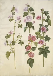 Malva sylvestris (gewöhnliche Malve); Lavatera thuringiaca (deutsche Pappelrose)