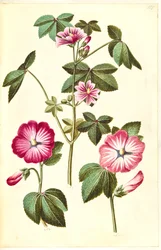 Malva sylvestris (Wilde Malve); Lavatera trimestris (Bechermalve)