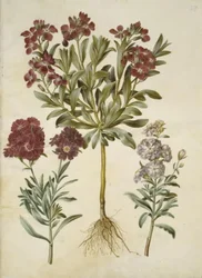 Matthiola incana (Winterlevkoje)