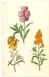 Matthiola incana (Winterlevkoje); Erysimum cheiri (Goldlack)