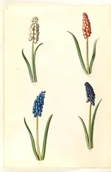 Muscari botryoides (gewöhnliche Traubenhyazinthe)