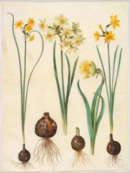 Narcissus jonquilla; Narcissus tazetta aureus; Narcissus pseudonarcissus bicolor