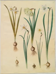 Narcissus ×medioluteus (zweiblütige Narzisse); Narcissus pseudonarcissus; Narcissus (Narzisse); Narcissus poeticus (Dichternarzisse); Narcissus ×tenuior