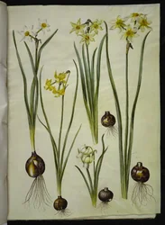 Dichter-Narzisse; Orchideen-Narzisse; Zweiblütige Narzisse
