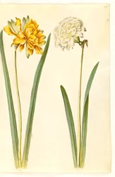 Narcissus pseudonarcissus (Osterglocke)