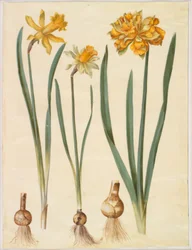Narcissus pseudonarcissus major (große Osterglocke); Narcissus pseudonarcissus bicolor (zweifarbige Osterglocke); Narcissus pseudonarcissus
