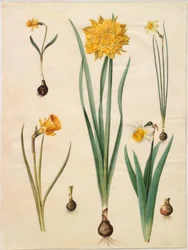 Narcissus pseudonarcissus minor; Narcissus pseudonarcissus (Osterglocke); Narcissus ×tenuior; Narcissus bulbocodium (Reifrock-Narzisse); Narcissus pseudonarcissus bicolor (zweifarbige Osterglocke)