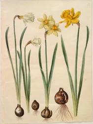 Narcissus pseudonarcissus moschatus (Moschus-Narzisse); Narcissus ×medioluteus (Zweiblütige Narzisse); Narcissus pseudonarcissus major (Große Osterglocke)