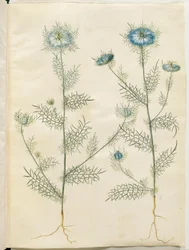Nigella damascena (Jungfer im Grünen)