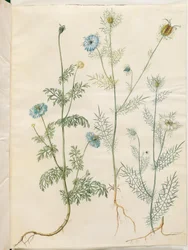 Nigella sativa (Schwarzkümmel); Nigella damascena (Jungfer im Grünen)