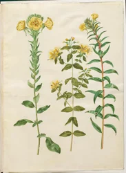 Oenothera biennis (zweijährige Nachtkerze); Hypericum hircinum (stinkendes Johanniskraut); Oenothera rubricaulis (rotfrüchtige Nachtkerze)