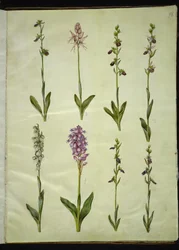 Ophrys apifera oder Ophrys sphegodes (Bienen-Ragwurz oder frühe Ragwurz); "Orchis simia" (Phantasieblume); Ophrys apifera (Bienen-Ragwurz); Orchis (Knabenkraut); Orchis militaris (Helm-Knabenkraut); Ophrys insectifera (Fliegen-Ragwurz)