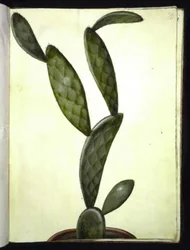 Opuntia monacantha (entornet Feigenkaktus)