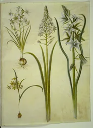 Ornithogalum umbellatum (Dolden-Milchstern); Ornithogalum pyramidale (Pyramiden-Milchstern); Gagea lutea (Gewöhnlicher Goldstern); Ornithogalum nutans (Nickender Milchstern)