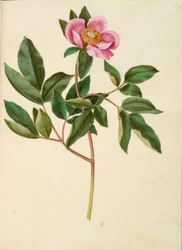 Paeonia mascula (Großblättrige Pfingstrose)