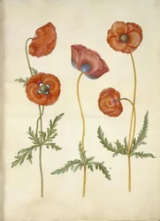 Papaver rhoeas (Klatschmohn)