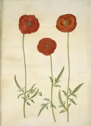 Papaver rhoeas (Korn-Mohn)
