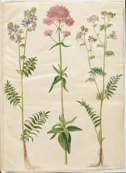 Polemonium caeruleum (Jakobsleiter); Centranthus ruber (Rote Spornblume)