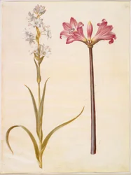 Polianthes tuberosa (Tuberose); Amaryllis belladonna (Belladonnalilie)