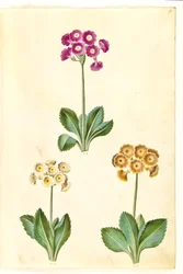 Primula ×pubescens (Garten-Aurikel)