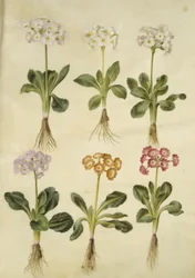 Primula ×pubescens (Garten-Aurikel)