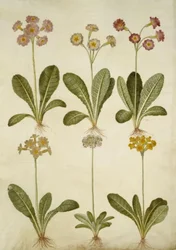 Primula veris (hybride Schlüsselblume); Primula farinosa (mehliger Schlüsselblume)