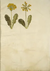 Primula veris (Hybrid der Schlüsselblume); Primula veris (Schlüsselblume)