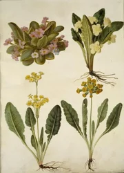 Primula vulgaris (Karnevals-Schlüsselblume); Primula vulgaris (Hybrid der großblumigen Schlüsselblume); Primula veris (Hybrid der hohlen Schlüsselblume)