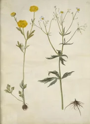 Ranunculus monspeliacus (Seiden-Ranunkel); Ranunculus aconitifolius (Eisenhutblättrige Ranunkel)