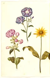 Saponaria officinalis (Seifenkraut); Convolvulus tricolor (Dreifarbige Winde); Helianthus (?) (Sonnenblumenart)