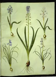 Scilla bifolia (Zweiblättriger Blaustern); Muscari comosum (Traubenhyazinthe); Brimeura amethystina (Pyrenäen-Hyazinthe)