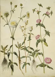 Silene latifolia (Abend-Leimkraut); Silene dioica (Tag-Leimkraut)