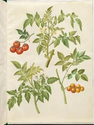 Solanum lycopersicum (gewöhnliche Tomate)