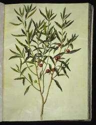 Solanum pseudocapsicum (Jerusalem-Korallenbeere)