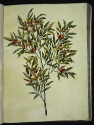 Solanum pseudocapsicum (Jerusalem-Korallenbeere)