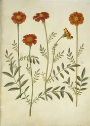 Tagetes patula (ausgebreitete Samtblume)