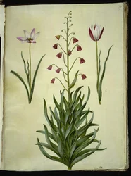 Tulipa clusiana (Clusius-Tulpe); Fritillaria persica (Persische Fritillarie)