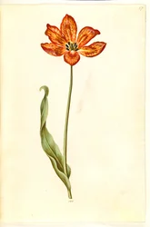 Tulipa gesneriana (Gartentulpe)