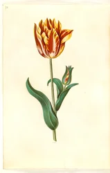 Tulipa gesneriana (Garten-Tulpe)