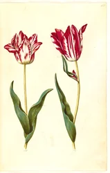 Tulipa gesneriana (Gartentulpe)
