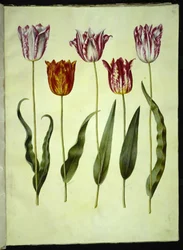 Tulipa gesneriana (Gartentulpe)