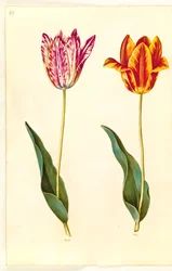 Tulipa gesneriana (Gartentulpe)