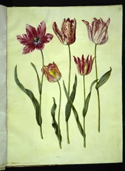 Tulipa gesneriana (Gartentulpe)